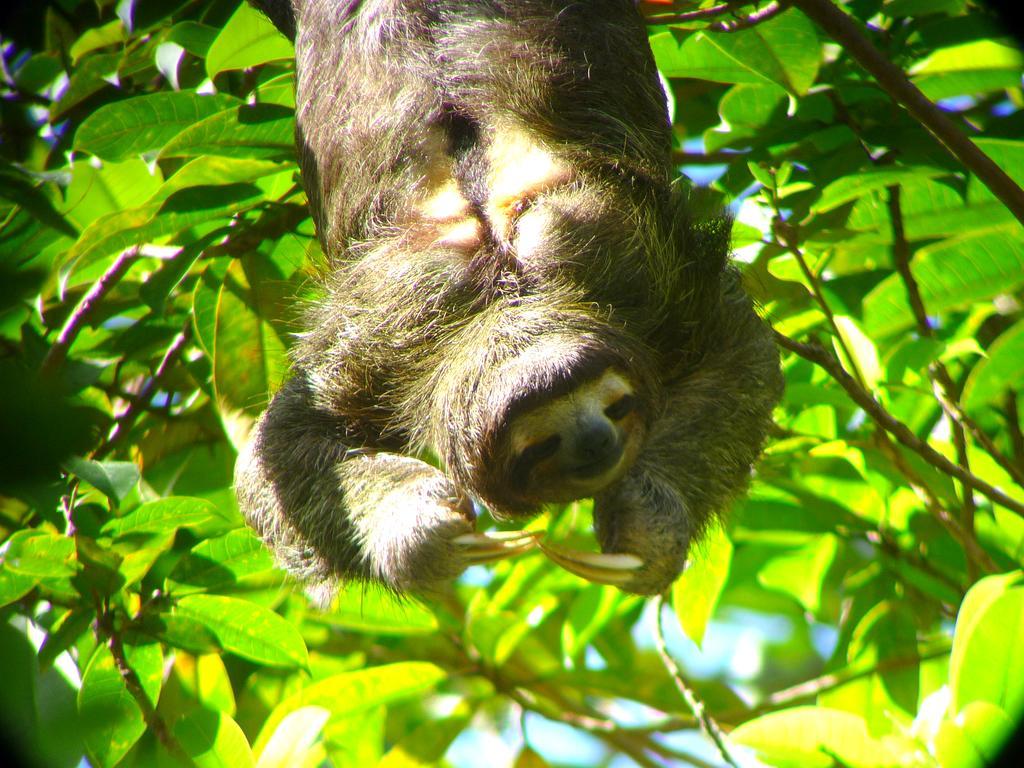 Gamboa Rainforest Reserve Kültér fotó